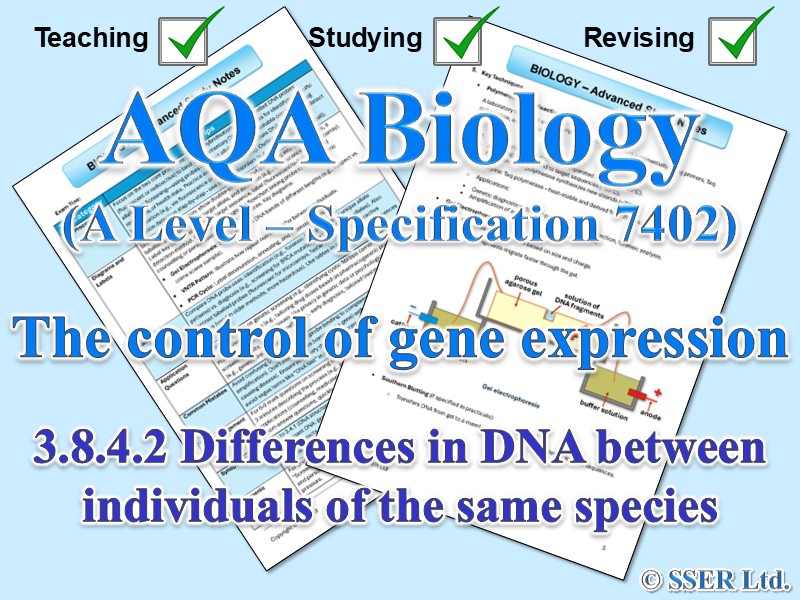 BIOA_AQA Topic Notes: 3.8.4.2 Differences in DNA between individuals of the same species