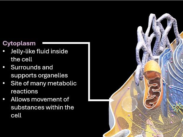 Ultrastructure of Eukaryotic and Prokaryotic cells