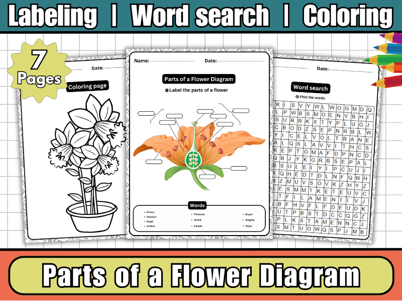 Parts of a Flower Diagram-Labeling Worksheets,Word Search & Coloring | Flower Anatomy Science Activi