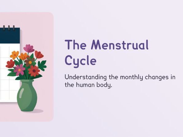 KS3 - The Menstrual Cycle (PPT + Worksheet)
