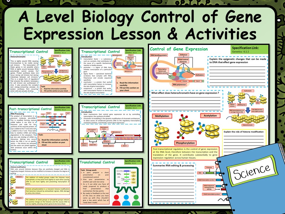 A Level Biology Control of Gene Expression Lesson