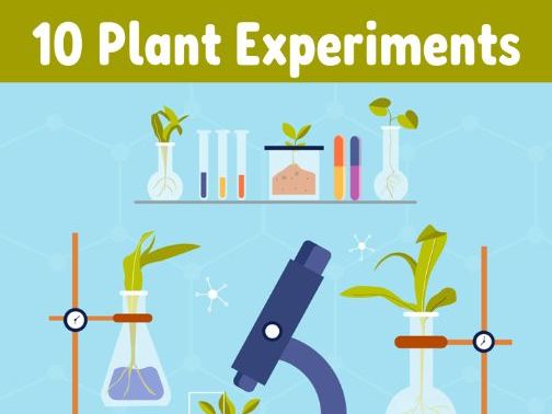 10 Plant Experiments for Elementary School