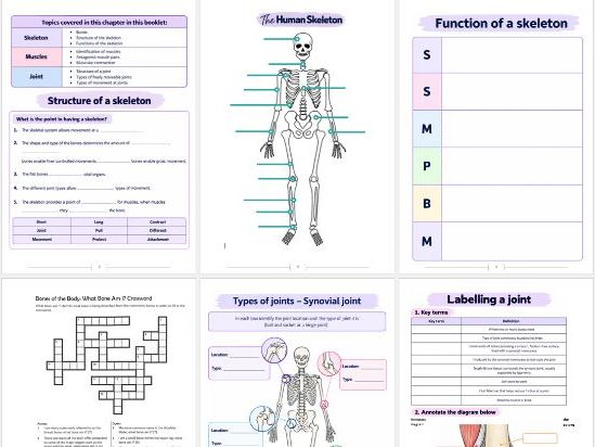GCSE PE AQA Paper 1 Joints, muscles and movement