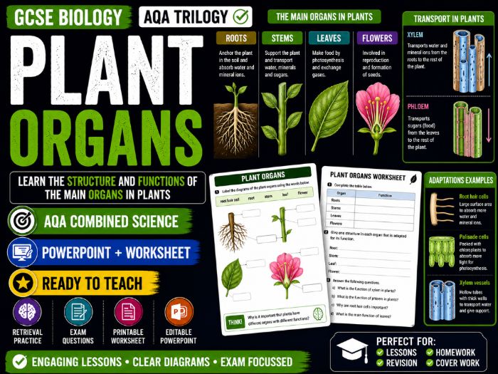 Plant Organs Lesson | GCSE Biology | AQA Combined Science Trilogy | PowerPoint + Worksheet