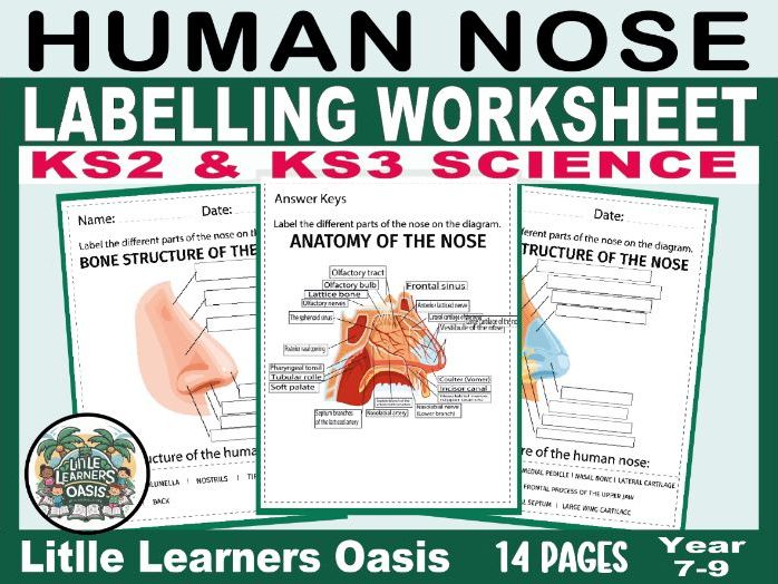 Human Nose Labelling Worksheet KS2 KS3
