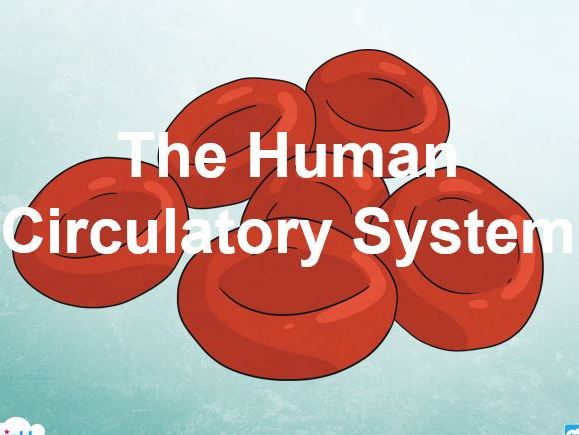 Transport in Animals [IGCSE Biology 0610]