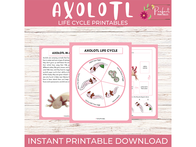 Life Cycle of an Axolotl Worksheet | Amphibian Unit Study With Fun Facts!