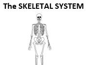 The Skeletal System A Research Project