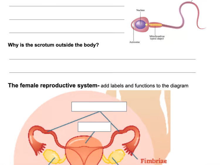 Complete Human Reproduction & Health Unit: Slides, Notes, and Assessment