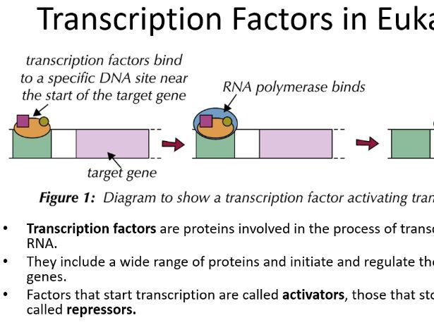 Complete A-Level Biology Lesson: Control of Gene Expression in Eukaryotes