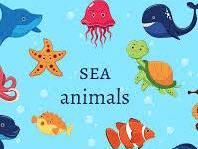 Ocean Animals