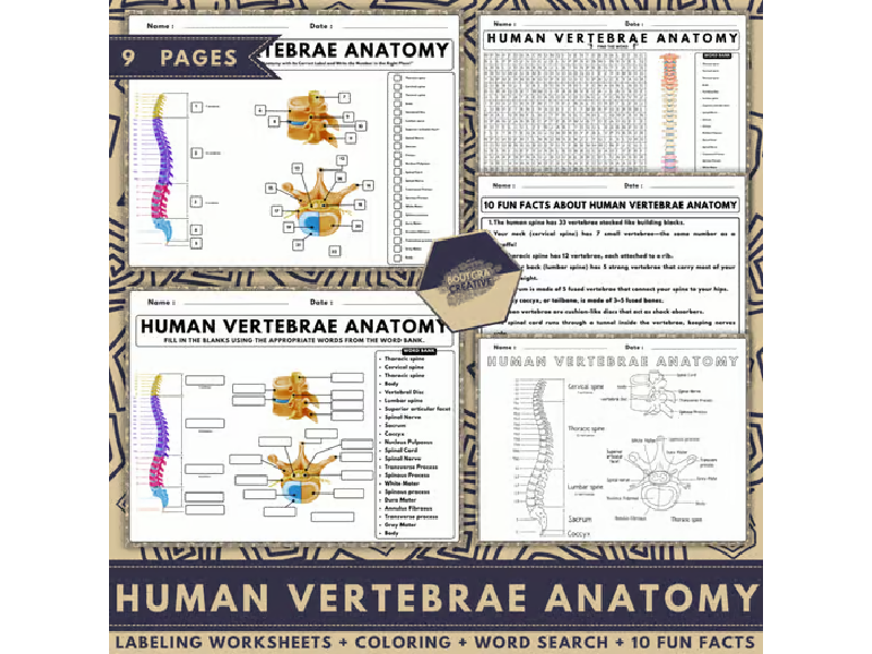 Human Vertebrae Anatomy | Human Body | Labeling, Coloring, Word Search & Facts