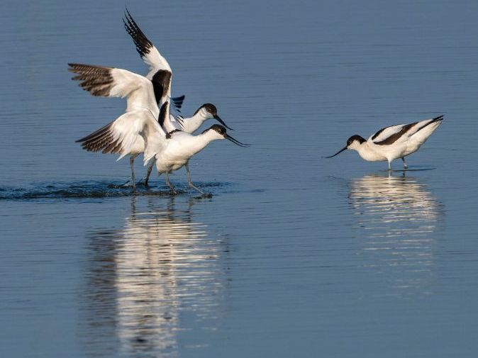 The UK's Brilliant Birds