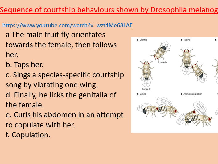 AQA A level Biology Topic 4. Courtship behaviour (3.4.5)