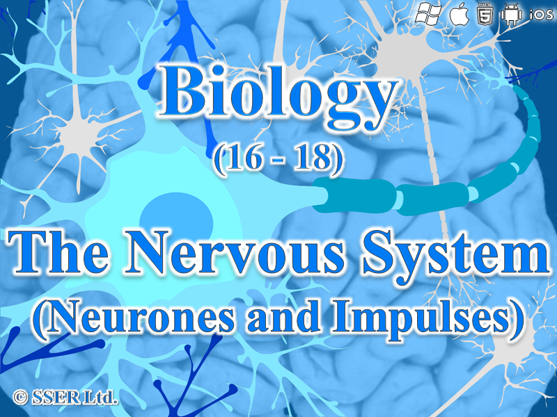 BioA_3.6.2.1 Neurones and Impulses