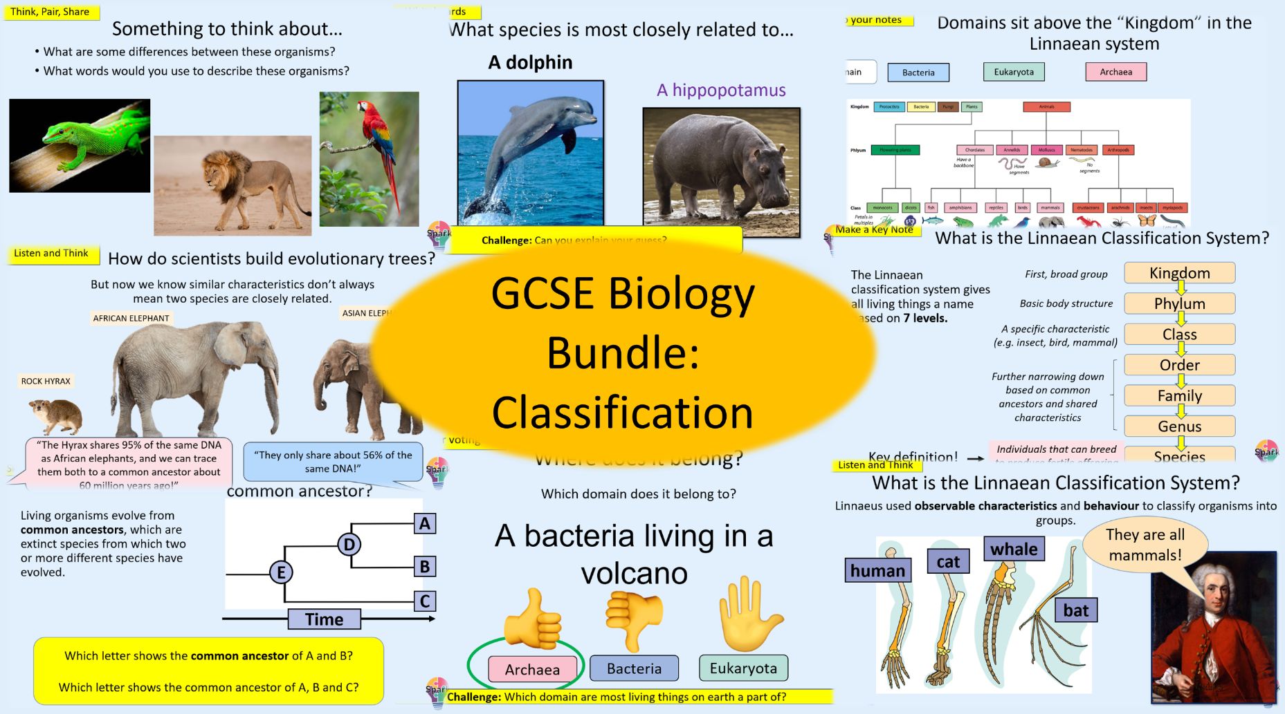 GCSE Biology - Classification Topic Bundle