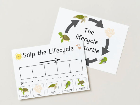 EYFS Life Cycle of a Turtle