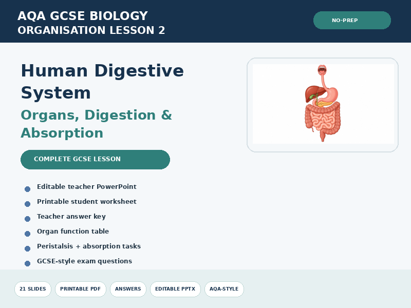AQA GCSE Biology Digestive System Lesson | Organs, Digestion & Absorption