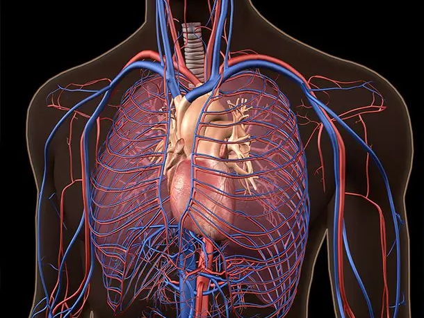 iGCSE Biology - 9.1 Circulatory systems