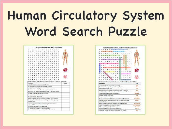 Human Circulatory System - Word Search Puzzle, PDF: Science, Heart, Blood, Veins