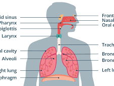 Unit 1- Respiratory System