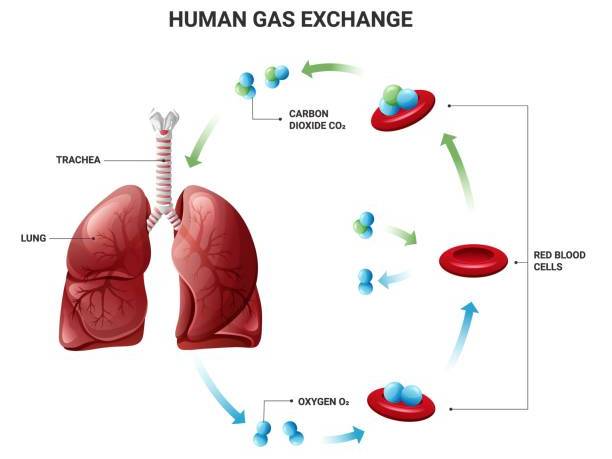 iGCSE Biology - 11.1 Gas exchange in humans