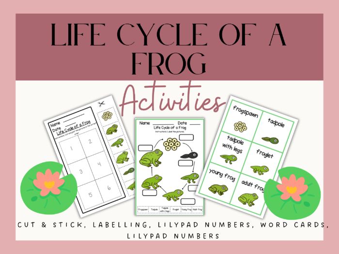 Life Cycle of a Frog EYFS - KS1