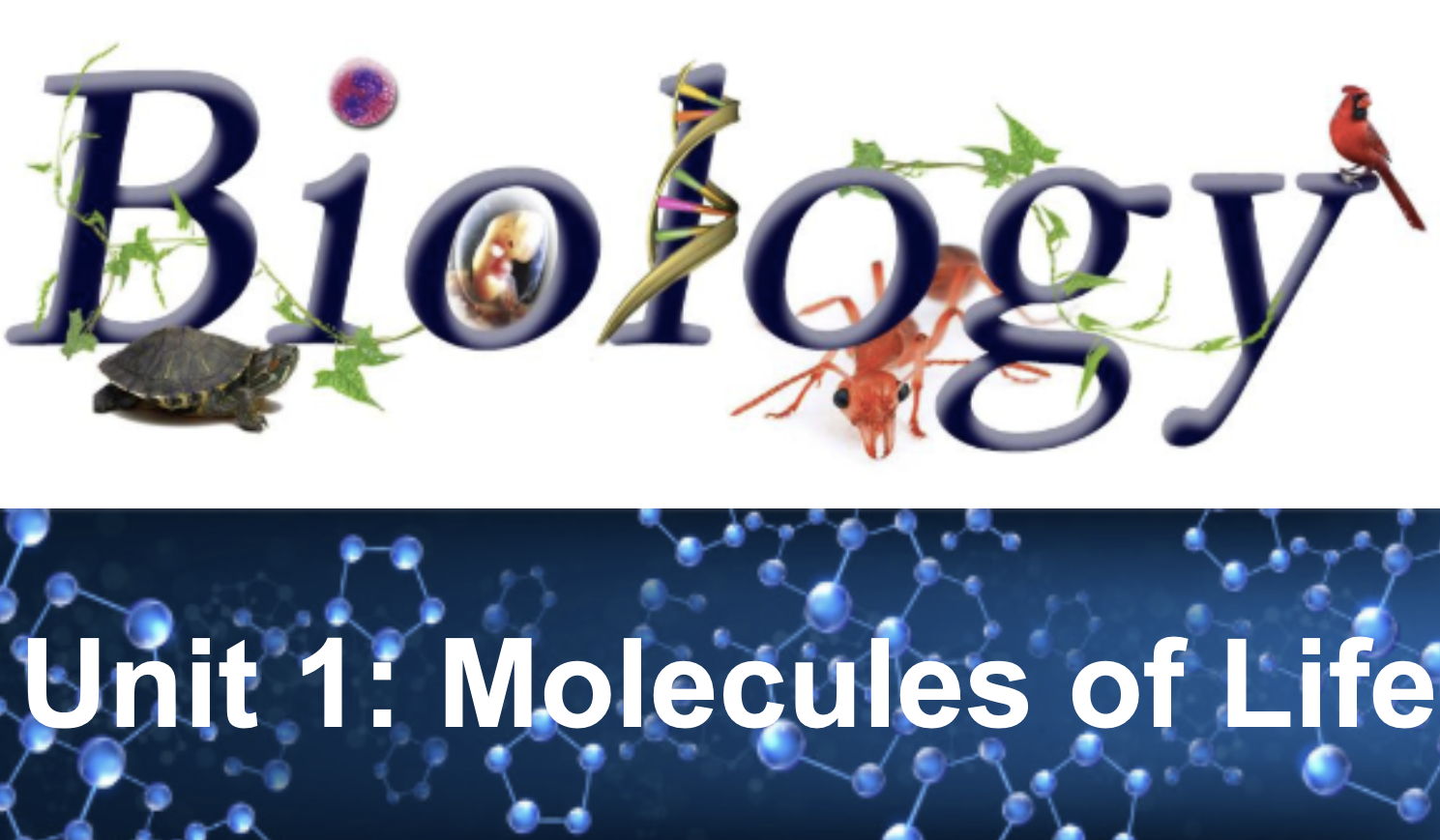 Biological Molecules