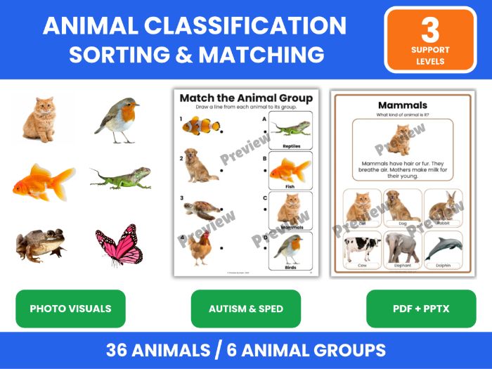 Sort Animals into Groups | Classification