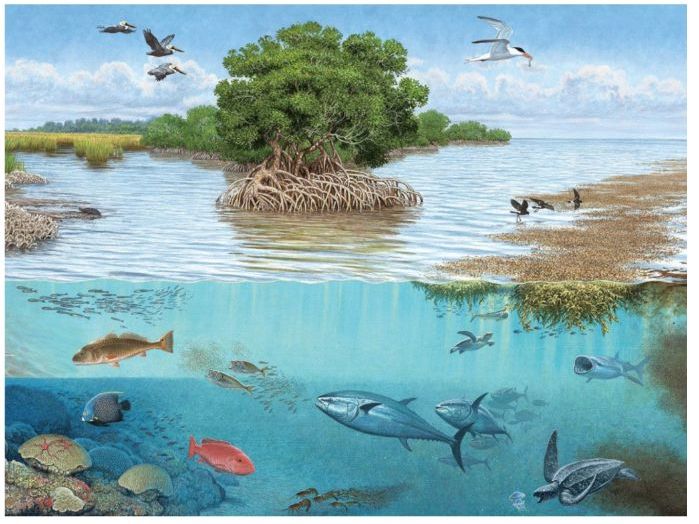 ESS 2.1 Species and Populations