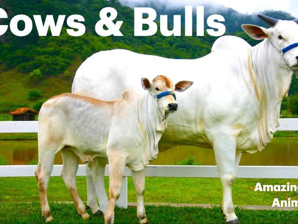 Cows: Animated Keynote/PPT Presentation, Colorful Science