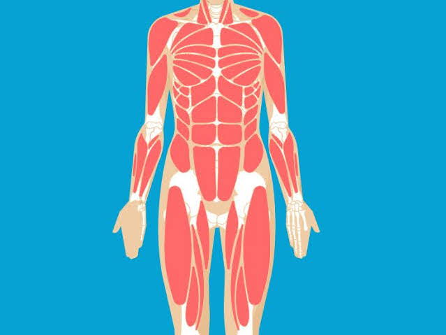 GCSE PE Edexcel Muscular System