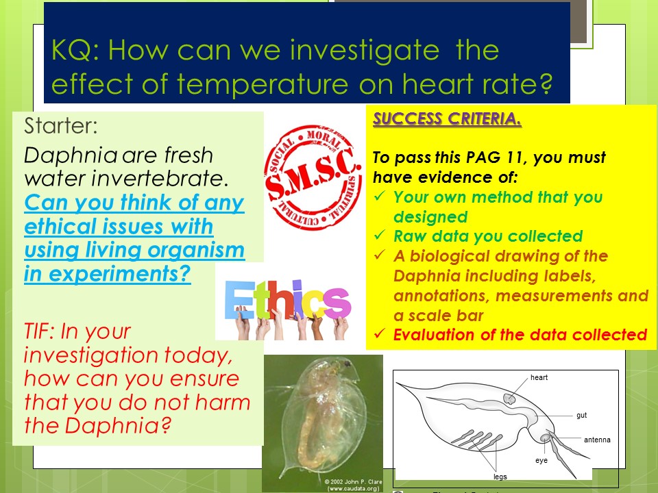 OCR PAG 11: INVESTIGATING THE EFFECT OF TEMPERATURE ON HEART RATE IN DAPHNIA.