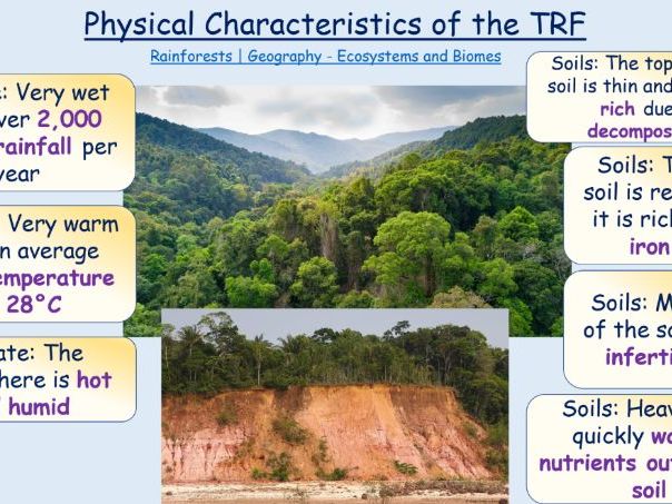 GCSE 1-9 AQA Ecosystems and Tropical Rainforests Unit