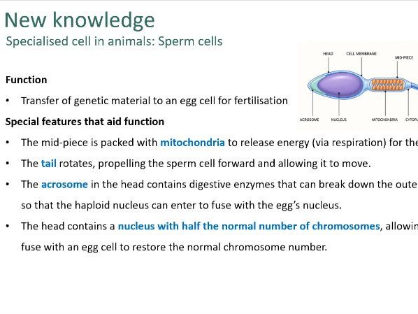 Cell specialisation (specialised cells) [Biology GCSE AQA]