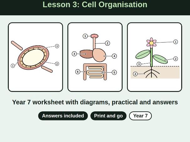 lesson 3 Year 7 Cell Organisation Worksheet + Answers