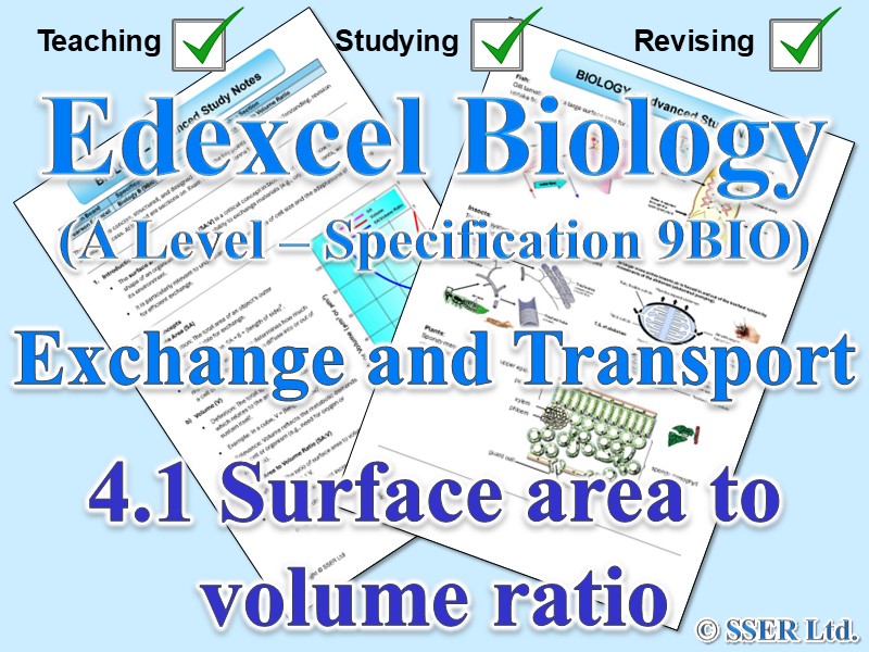 BIOA_EDX Topic Notes: 4.1 Surface area to volume ratio