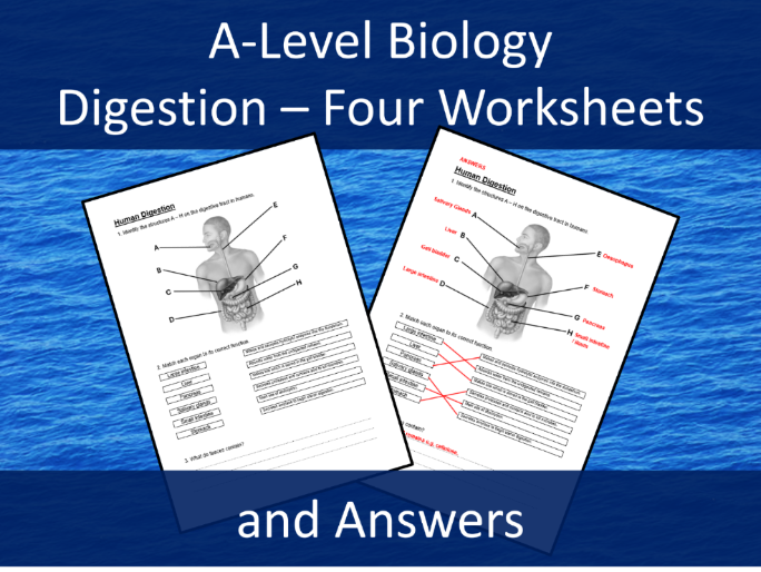 Digestion - Four worksheets - A level Biology - Answers included