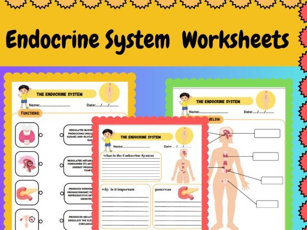Human Body Systems | Endocrine System | Worksheets and activities