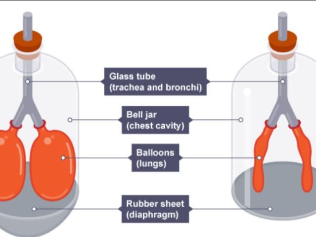 Lung Capacity and Breathing