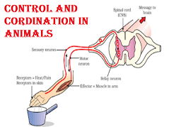 A Level Biology - Control and Coordination in Mammals