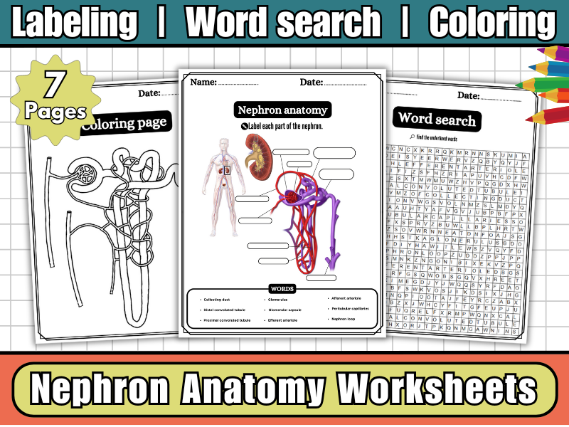 Nephron Anatomy Worksheets,Labeling Diagram,Word Search,Coloring-KS3–KS4 Urinary System Science
