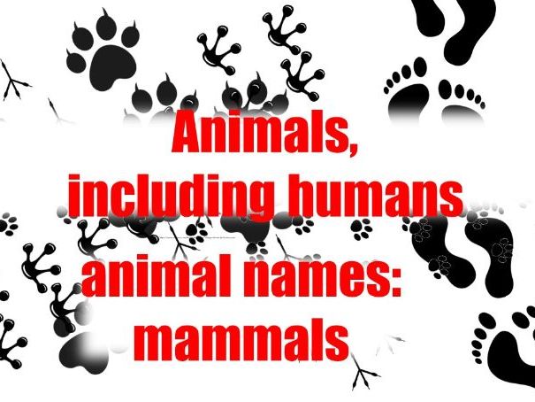 ANIMAL NAMES: MAMMALS (from MYSELF AND OTHER ANIMALS)