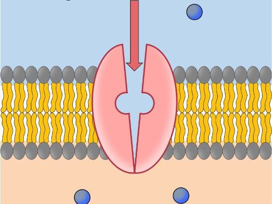 iGCSE Biology - 3.3 Active transport