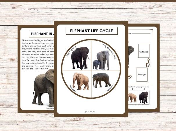 Life Cycle of an Elephant | Wild Animal Unit Study With Fun Facts!