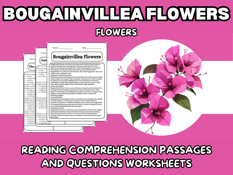 Bougainvillea Flowers - Flowers Reading Comprehension Passages ...