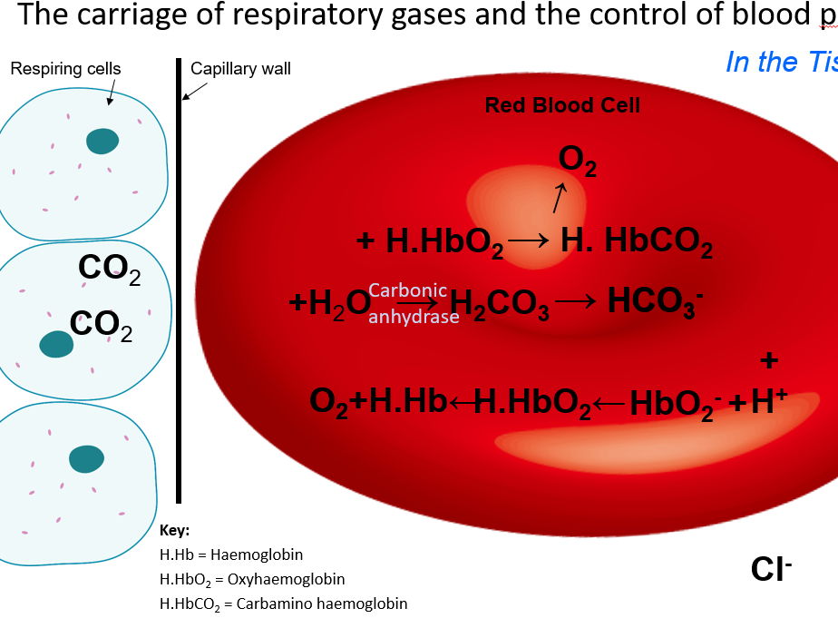 Haemoglobin Gas Transport: Carbonic Anhydrase & The Chloride Shift – Complete Lesson