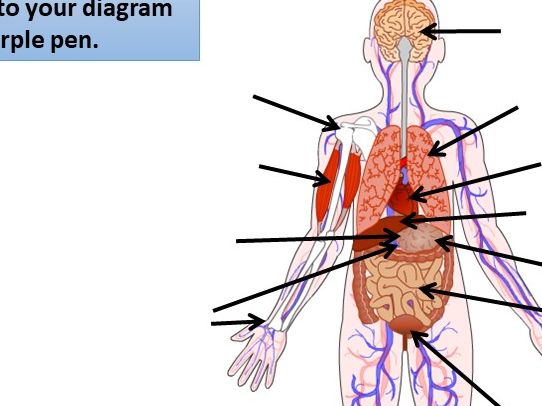 Tissues and Organs Low Ability