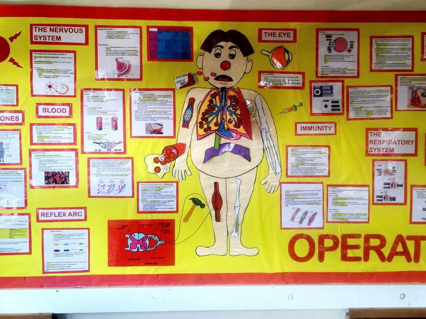 Operation Display The Human Body Teaching Resources