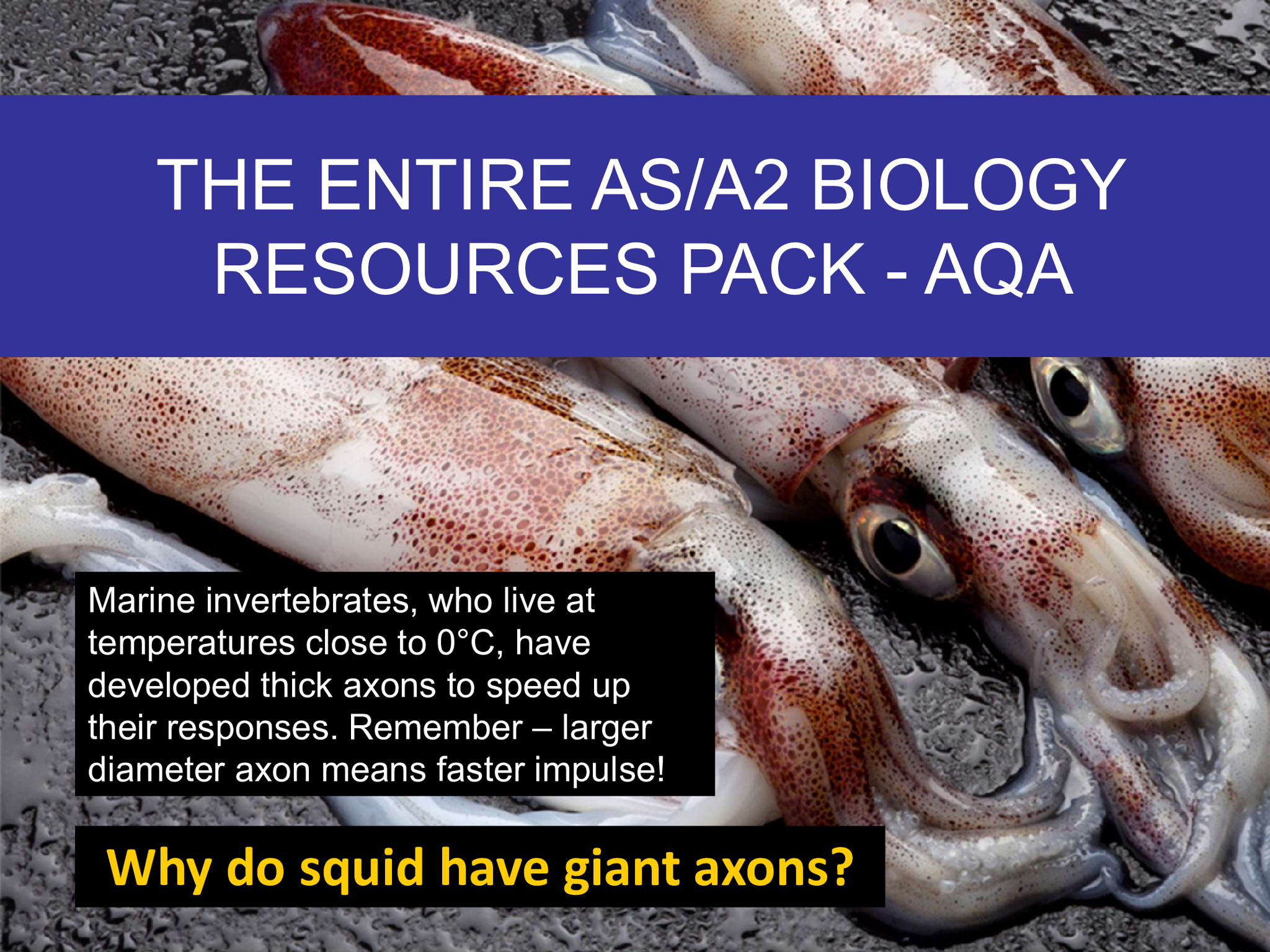 THE COMPLETE A-LEVEL BIOLOGY RESOURCE PACK: An entire set of resources for the whole of AS and A2 Biology - AQA